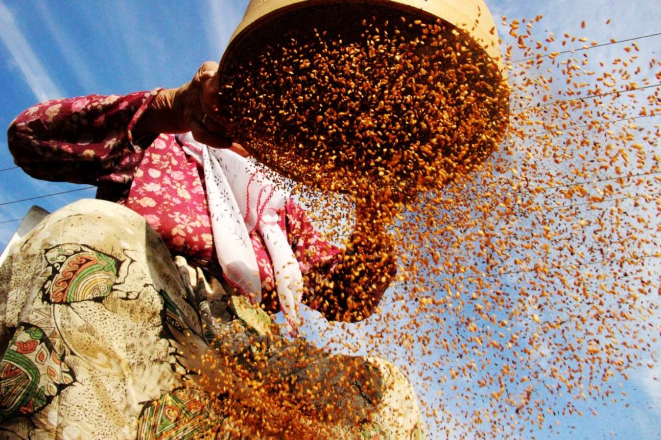 Dünyada sadece Muğla’da yetişiyor! En büyük taliplisi Japonlar