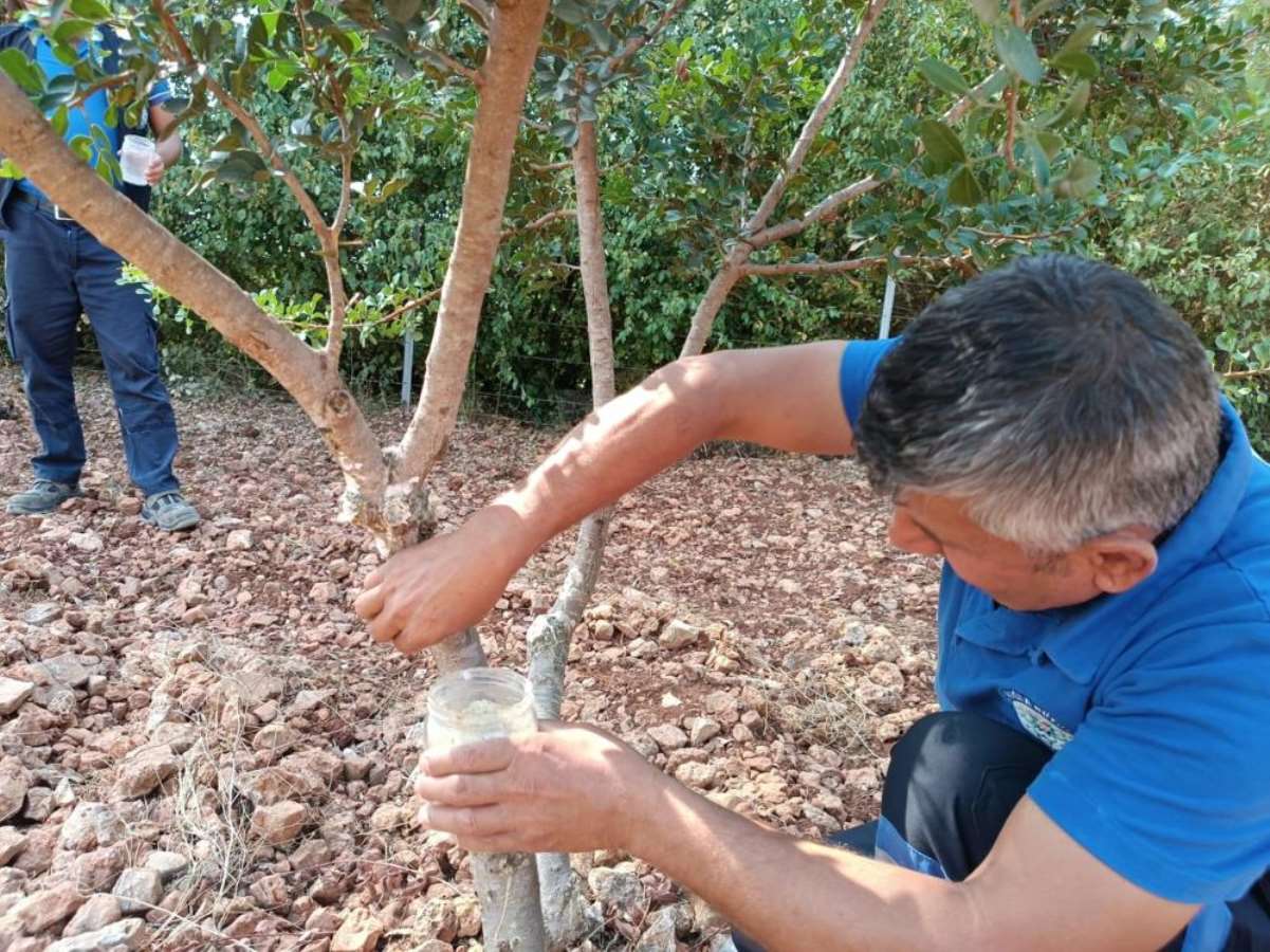 Muğla'da alternatif tarımın yükselişi:  Sakız denemesi ilk sonuçlarını verdi