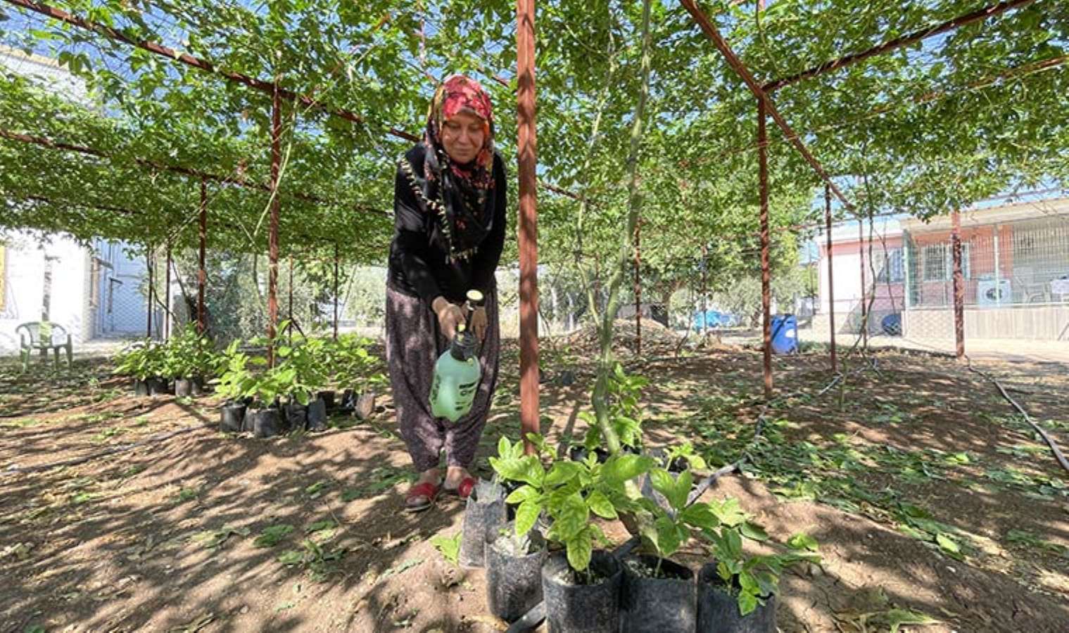 Evlerinin önüne kurdular, artık tek gelir kaynakları oldu: İlk hasatta 2 tondan fazla ürün...