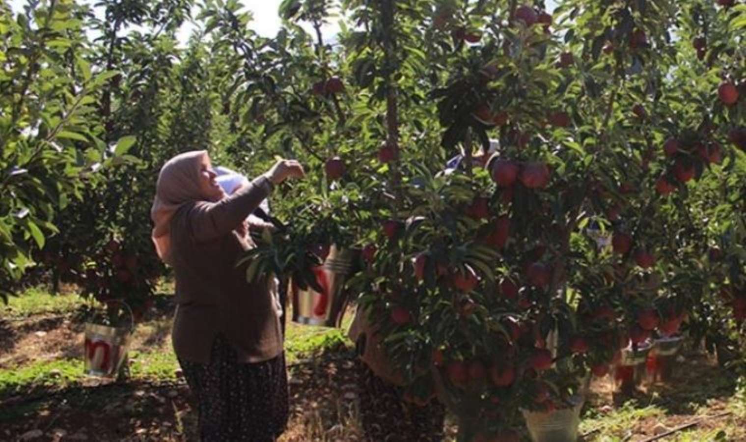 Burdur'da hasadı başladı: Cennet bahçesinden evlere...