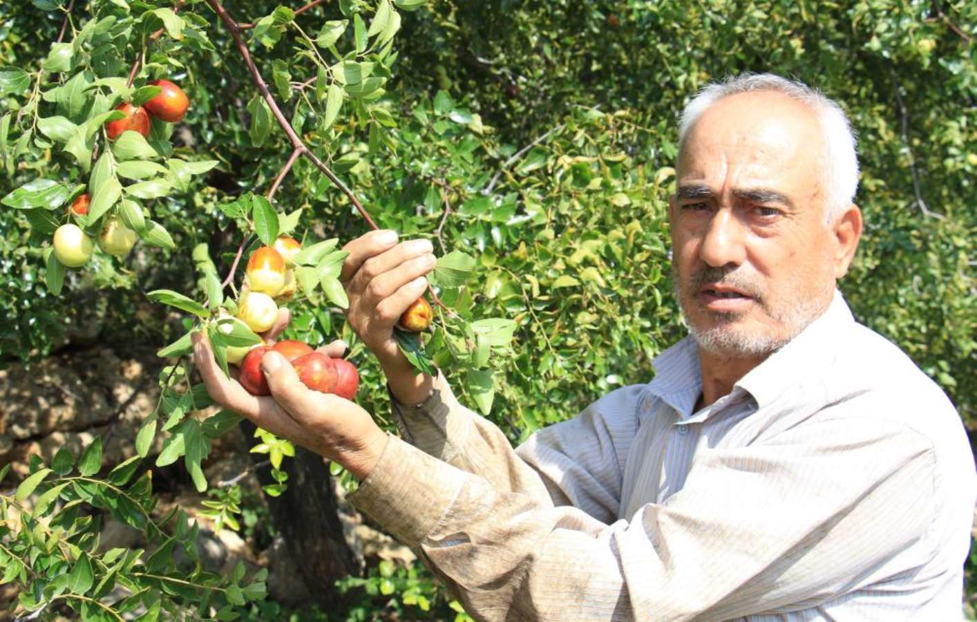 Mersin'de çit bitkisi olarak dikiliyor! Şifa deposu: Kemikleri güçlendiriyor, kilo almayı engelliyor