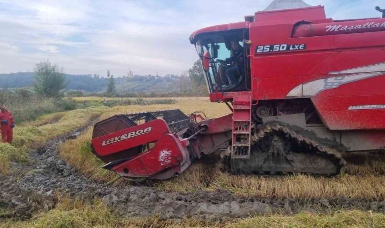 Sinop'ta çeltik hasadı başladı! Bereketiyle geldi