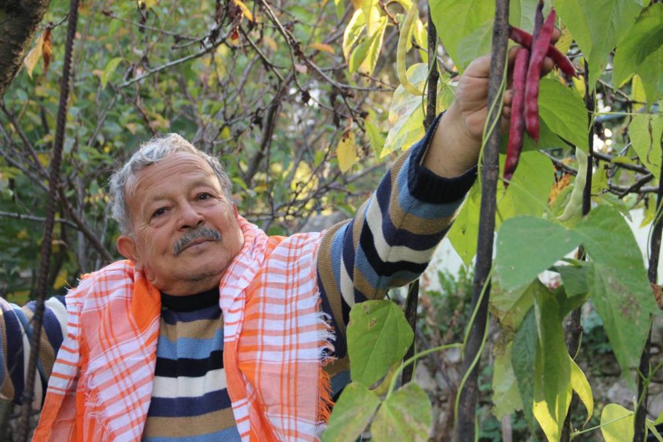 Ömrünü ata tohumuna atadı: Çengelköy salatalığının tohumu da Hollanda’dan geliyor”