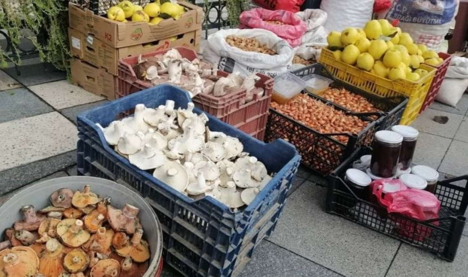 C vitamini deposunun sezonu başladı: Kilosu 200 lira