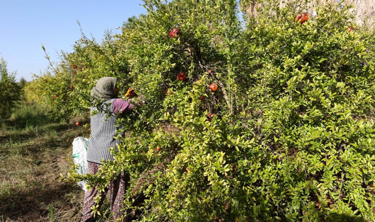 Türkiye'nin nar üretiminin dörtte birini karşılıyor... 60 bin dekar alanda yaklaşık 175 bin ton