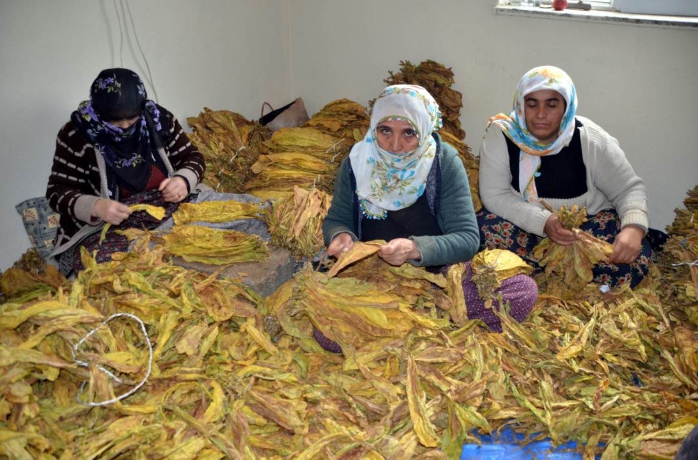 Muş'ta hasat bitti, kurutma başladı! Köyün en büyük geçim kaynağı...