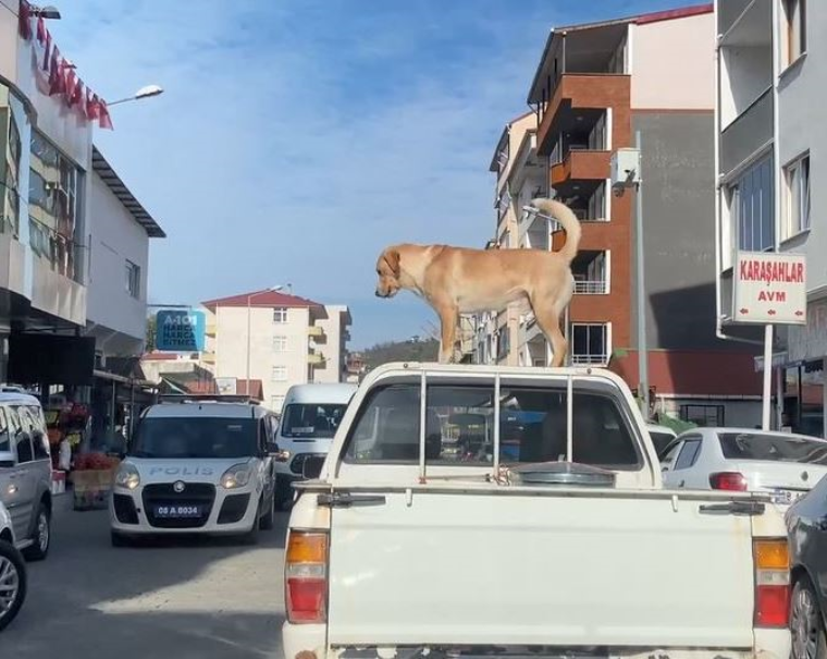 Bu köpeğin en büyük tutkusu kamyonetin tavanında yolculuk etmek