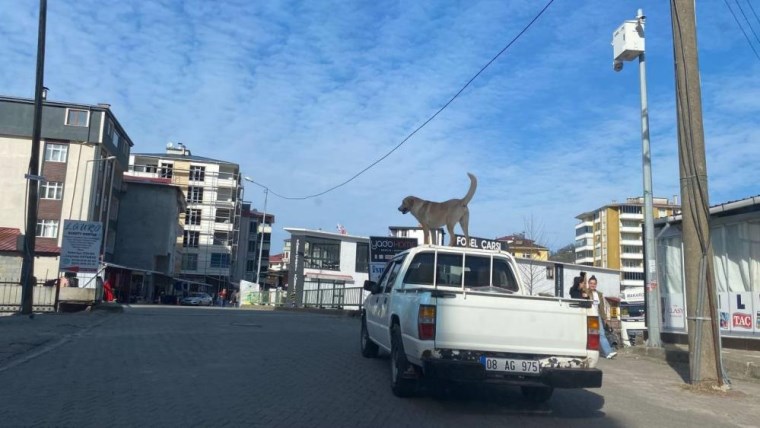 Bu köpeğin en büyük tutkusu kamyonetin tavanında yolculuk etmek