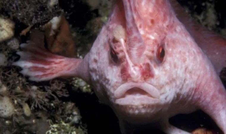 Elleri varmış gibi görünüyor; ilk kez fotoğraflandı